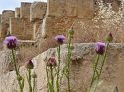 Jerash (15)